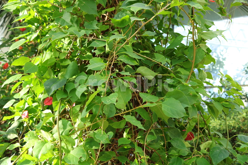 꽃,식물,부켄베리아,부켄빌리아,분꽃과,부켄베리아꽃,부켄빌리아꽃,열대식물,덩굴식물,넝쿨식물,자연,나무,주홍꽃,주홍색꽃,식물원,식물,자연,plants,nature,꽃,flower