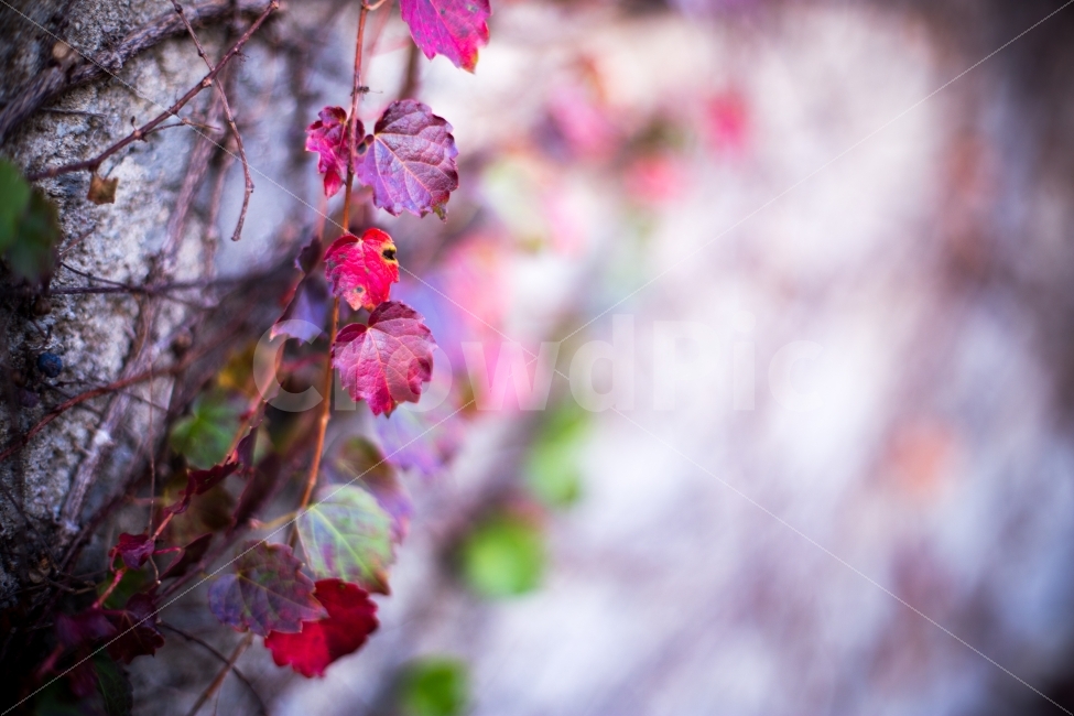 담쟁이,가을,분위기,풍경,감성,fall,autumn,season,자연,가을,계절,fall,autumn,season,식물,자연,plants,nature,감성,sensible,feeling,leaf,잎,plant