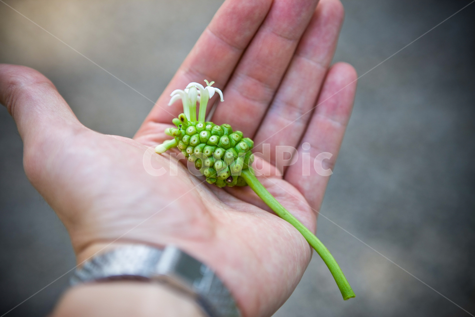 노니,노니열매,사이판,saipan,noni,사람,인물,인간,human,person,신체일부,몸,body,과일,열매,fruit
