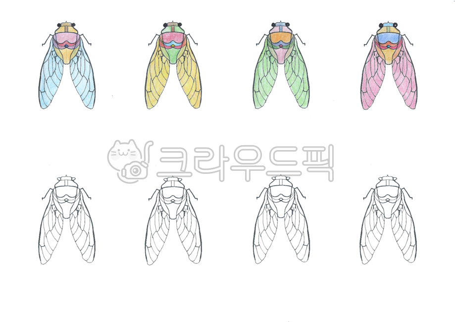 매미, 매미그림, 메미색칠하기, 곤층, 장식, 사진,이미지,일러스트,캘리그라피 - Csophie작가