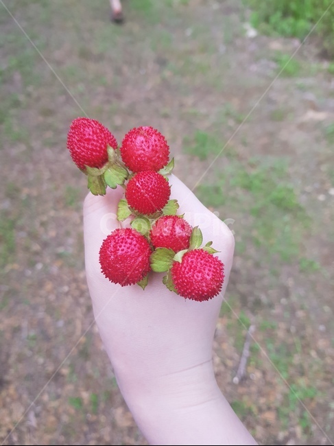 뱀딸기,딸기,손,red,빨강,snakestrawberry,strawberry,hand