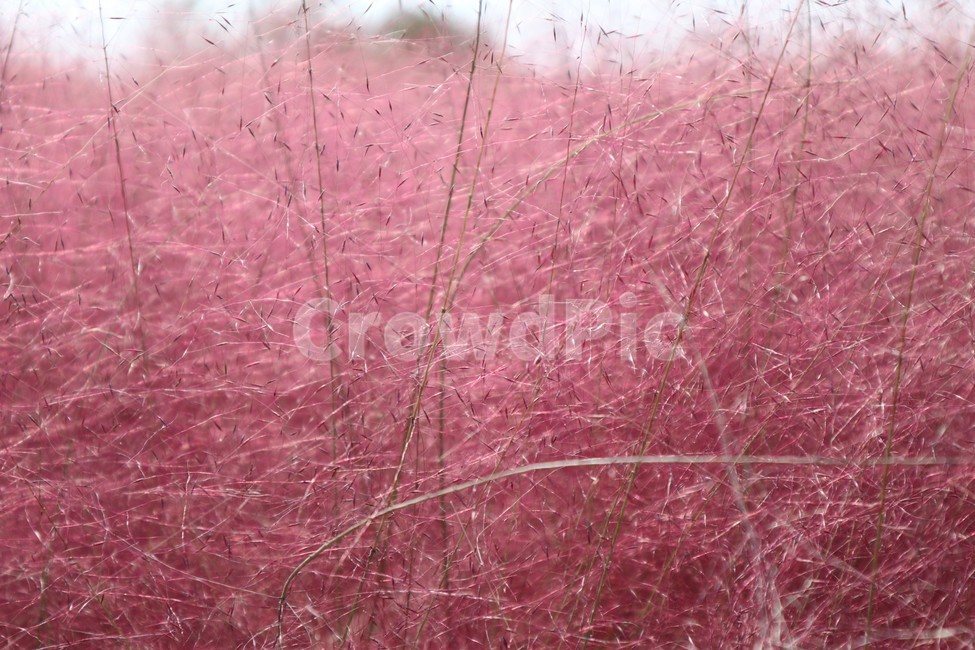 하늘공원,공원,핑크,핑크뮬리,풀,식물,잔디,plant,grass,가을