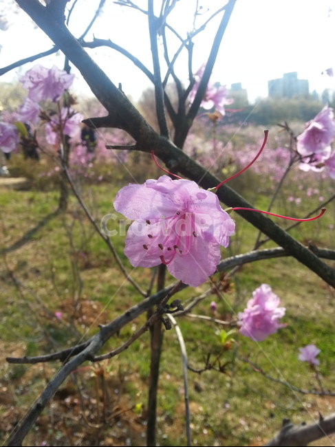 진달래,봄꽃,분홍색,식물,봄,따듯함