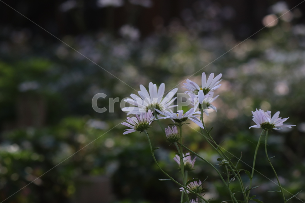 식물,꽃,flower,감성,자연,구절초,식물,자연,plants,nature,꽃,flower