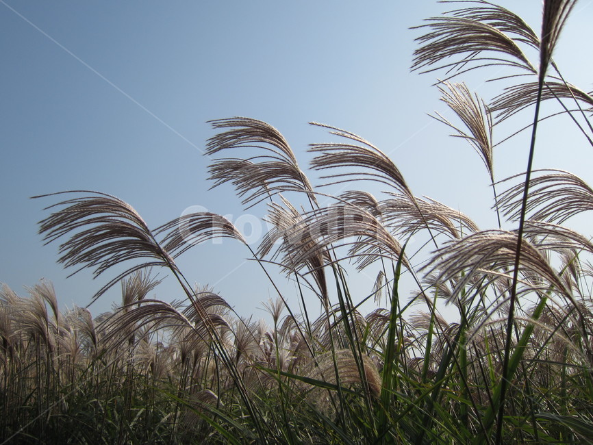 억새,은빛,하늘,가을,물듬,10월,가을,계절,fall,autumn,season,식물,자연,plants,nature,grass,잔디,plant,lawn,reed,갈대