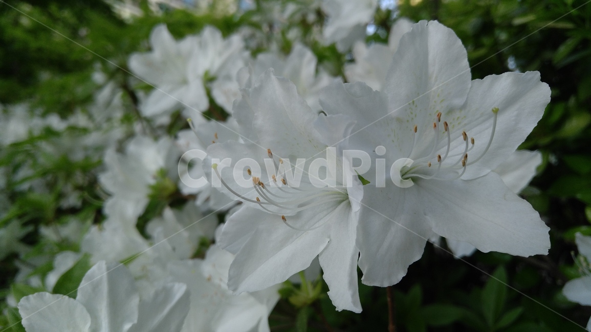 철쭉,백철쭉,하얀철쭉,꽃,흰꽃,하얀꽃,흰색,식물,royalazalea,whiteazalea,white,flower,plant,petal,floral,bloom