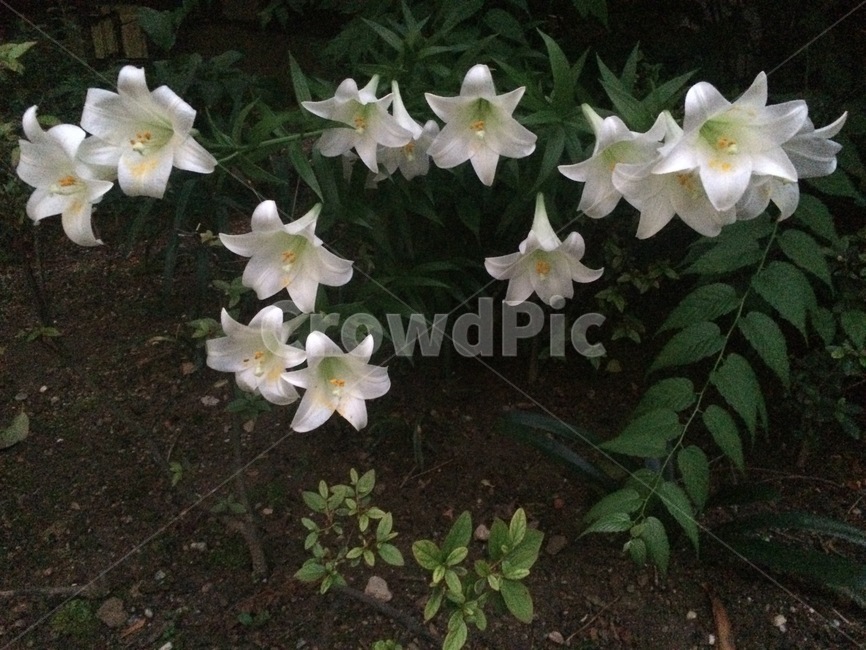 꽃,식물,자연,flower,nature