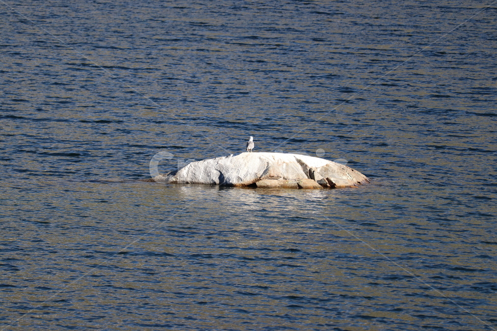 waterfowl,물새,heron,헤론,새,bird,아르데이다에,ardeidae,animal,동물,egret,백로