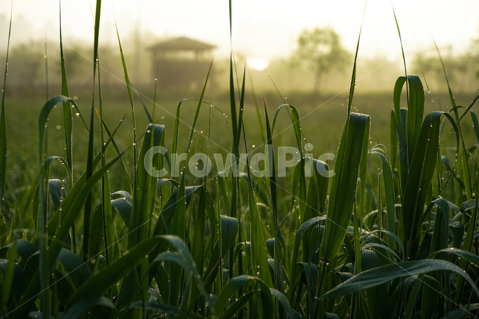 여명,공원,풀잎,이슬,원두막,식물,자연,plants,nature,휴식,힐링,rest,relaxation,healing