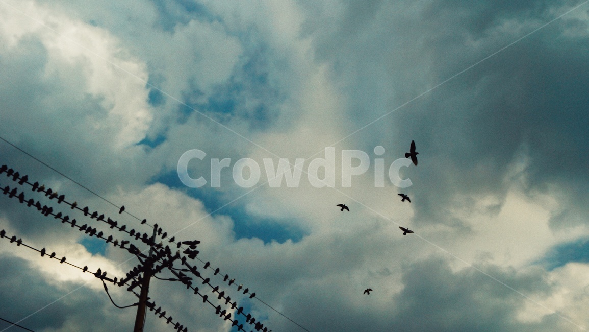 animal,동물,bird,새,flock,대군,비둘기,하늘,구름,풍경,전봇대,전선,분위기,dove,pigeon,cloud,landscape,view,telephonepole,wire,atmosphere,mood