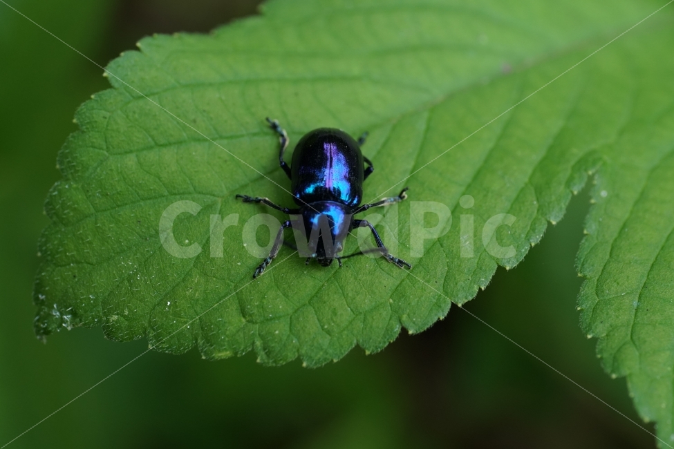 중국청람색잎벌레,Chrysochuschinensis,곤충,insect,벌레,자연,nature,식물,여름,summer,딱정벌레,7월,접사,macro,이파리,동물,animal,근접촬영,감성,감성사진,힐링,힐링사진,생명,신비,신비한,신비하다,신기,신기한,신기하다,snap,스냅,스냅사진,스냅샷,스넵,스넵사진,스넵샷,snapshot,한국자연,한국의자연,풍경,landscape,동물,animal,곤충,벌레,insect,bug