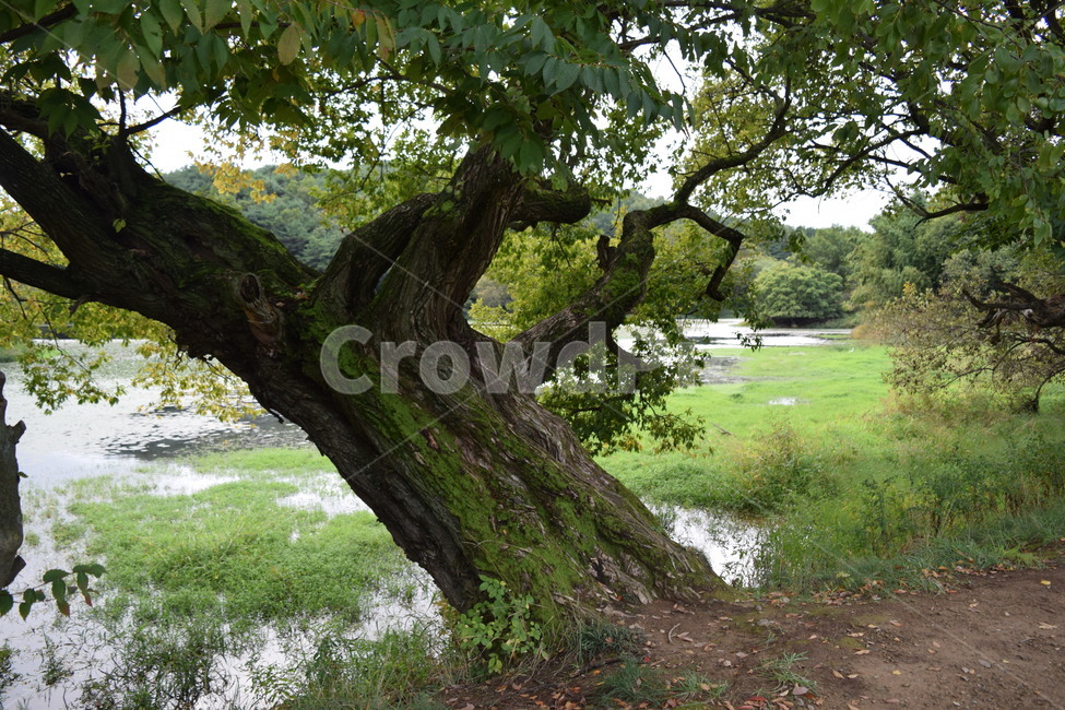 나무,연못,plant,tree,나무줄기