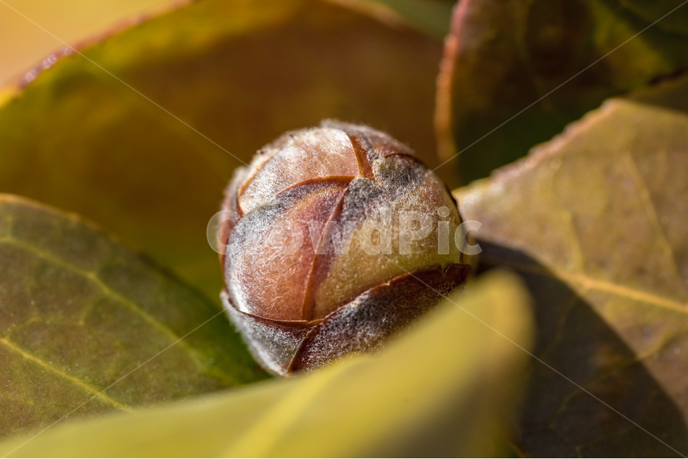 꽃,동백꽃,봄,접사,자연,식물,풍경,spring,flower,nature,beauty,macro,식물,자연,plants,nature