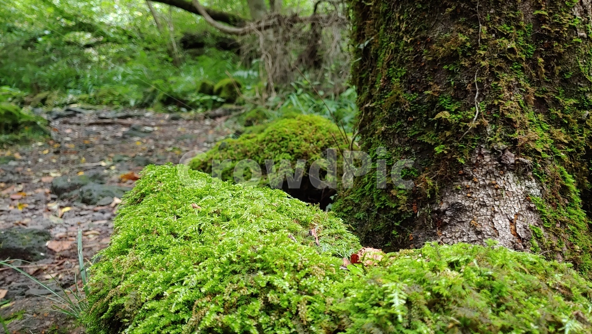 제주도,제주숲,곶자왈,제주원시림,제주화산암,jejuforest,nature,green,jejuforestlandscape,tree,forest,자연,제주도자연