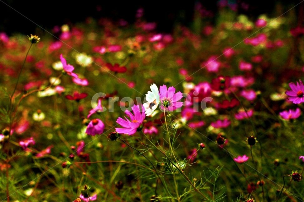 코스모스,식물,꽃,축제,풍경,가을,계절,fall,autumn,season,식물,자연,plants,nature,꽃,flower,plant