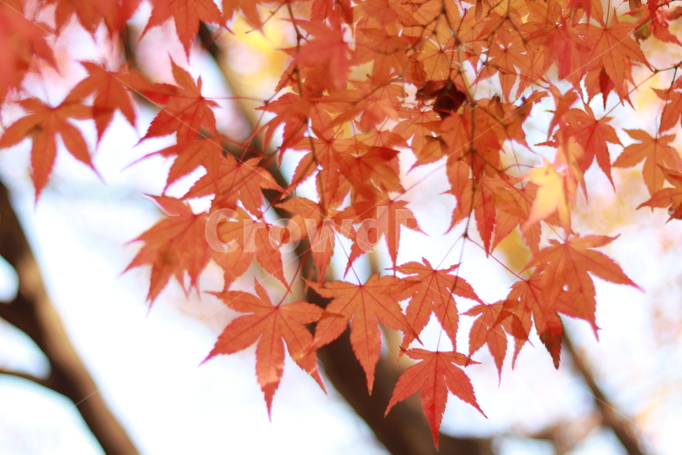 단풍,가을,울긋불긋,단풍나무,autumn,가을,계절,fall,autumn,season,식물,자연,plants,nature,plant,leaf,잎,tree,나무,maple
