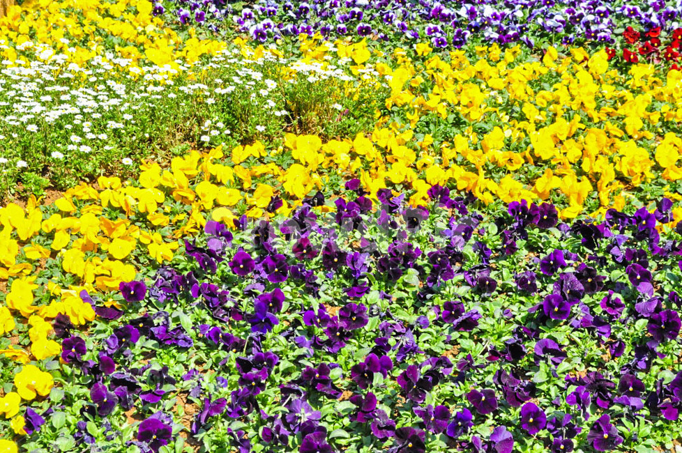 purple,plant,보라색,식물,flower,blossom,제라늄,geranium,아이리스,iris,꽃,식물,자연,plants,nature,꽃,flower