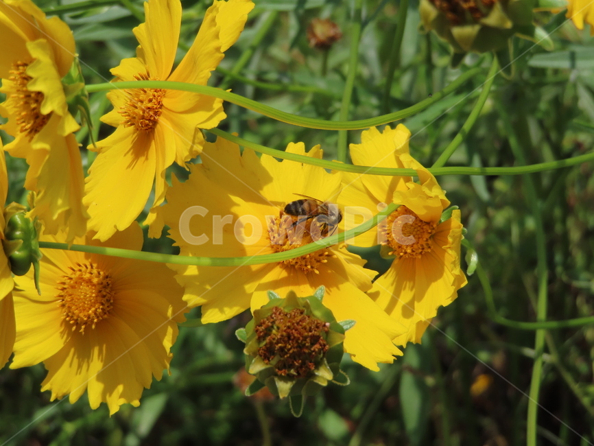 노란색,노란꽃,꿀벌,아름다움,식물,벌레,날벌레,공원,yellow,yellowflowers,honeybees,beauty,plants,bugs,flyingworms,parks