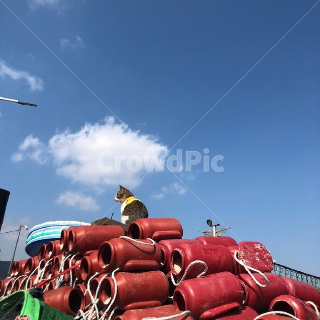 하늘,고양이,통발,높은곳에,옆모습,sky,cat,fishtrap,height,바닷가,반려묘,반려동물