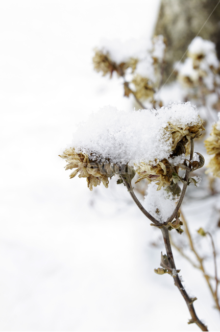 식물,plant,겨울,winnter,설경,눈,자연,nature,겨울,계절,winter,season
