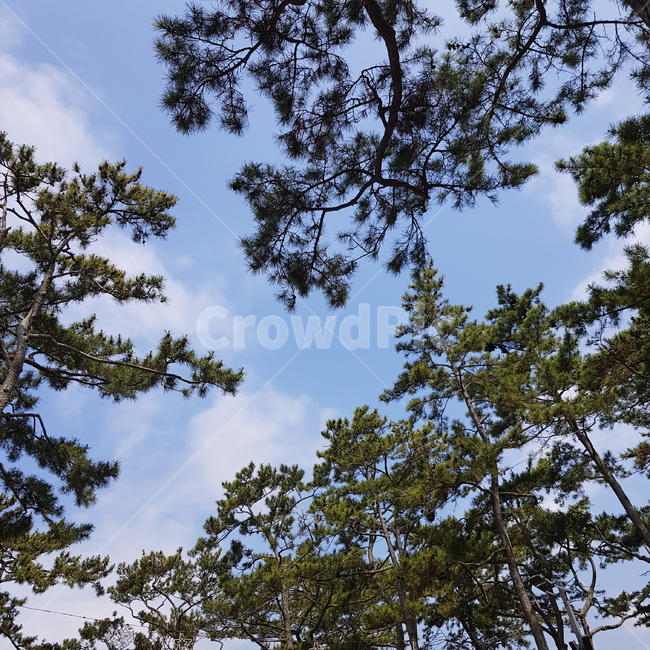 tree,나무,plant,식물,전나무