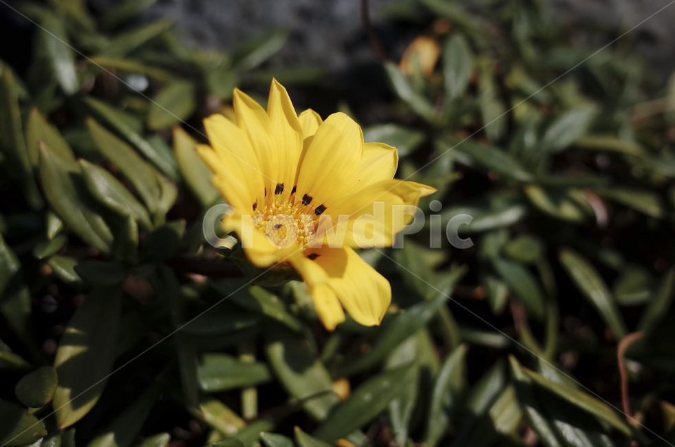 꽃,blossom,flower,노란꽃,노란,yellow,들꽃,plant,식물