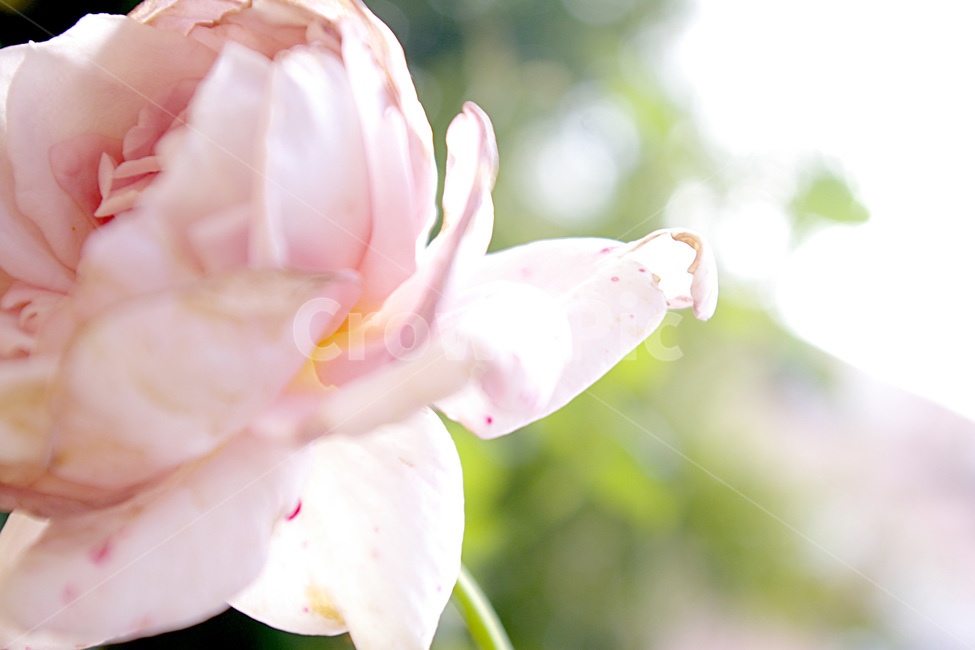 장미,햇살,꽃,식물,분홍장미,여름,식물,자연,plants,nature,꽃,flower