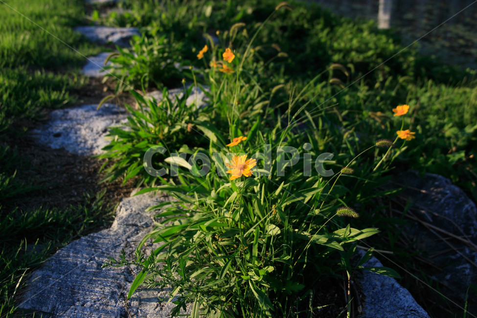 꽃,자연,nature,감성,따뜻함,식물,flower,식물,자연,plants,nature,꽃,flower