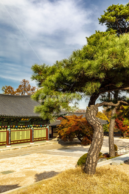 보광사,가을,단풍,자연,소나무,하늘,풍경,사찰,기와,기와지붕,단풍잎,나뭇잎,계절,가을서정,식물,plant,나무,나무줄기,잎,가을,계절,fall,autumn,season,tree,tree trunk,나무 줄기
