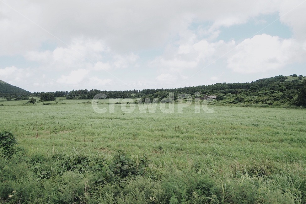 자연,풍경,구름,풀,하늘,고요,식물,자연,풍경,nature,landscape,field,들,outdoors,옥외,grassland,목초지