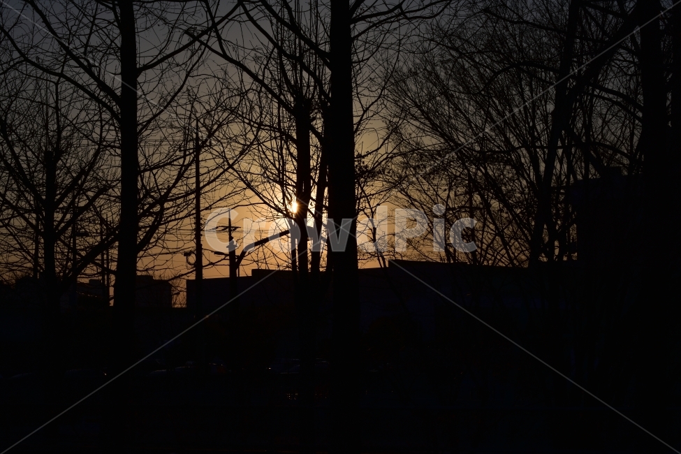 퇴근길,해질녁,일몰,나무,저녁,따스함,공장,퇴근,휴식,leavework,Sunset,night,식물,자연,plants,nature,나무,trees,wood,실루엣,그림자,silhouette,shadow
