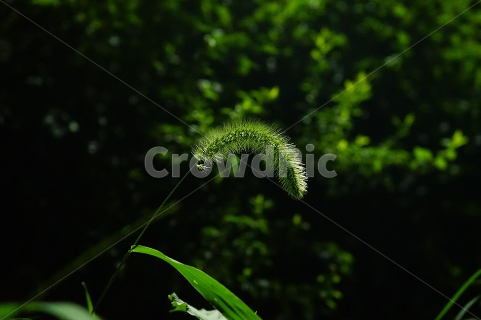 자연,풀,야간,식물,dark,night,plant,강아지풀,식물,자연,plants,nature