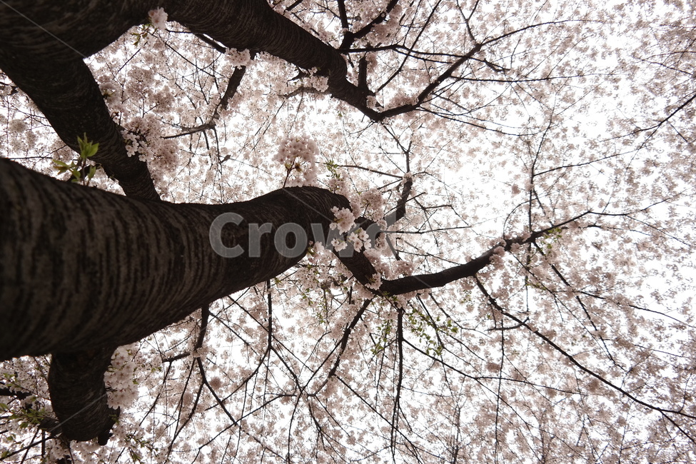 벚꽃,봄,따스한,자연,감성,사랑,연애,나들이,연인,사쿠라,봄,계절,spring,season,식물,자연,plants,nature,나무,trees,wood,plant,flower,꽃,blossom