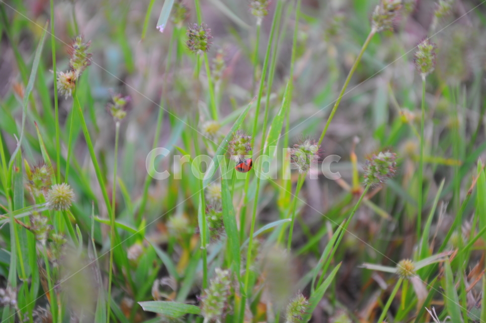 무당벌레,곤충,푸른,벌레,풀벌레,식물,자연,plants,nature