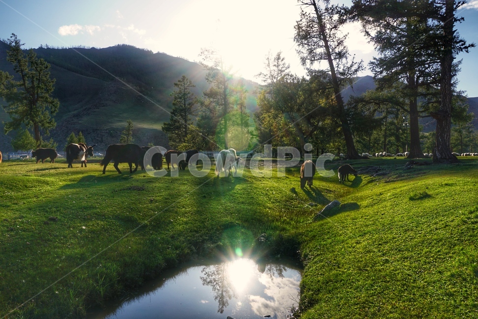 자연,nature,land,땅,몽골,mongolia,cattle,가축,mammal,animal,동물,포유류