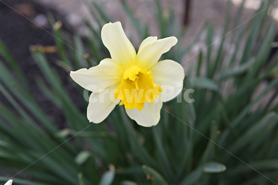 난,남꽃,난초,꽃,봄꽃,봄,식물,자연,식물,자연,plants,nature,꽃,flower