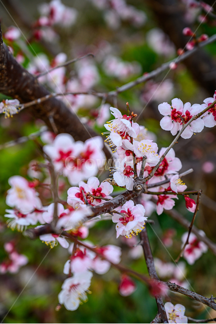 plant,식물,flower,꽃,봄,spring,벚꽃,sakura,식물,자연,plants,nature,꽃,flower