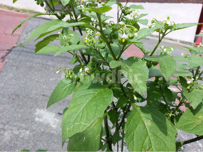 까마중,열매,식물,식용식물,꽃,여름,골목길,식물,자연,plants,nature,과일,열매,fruit