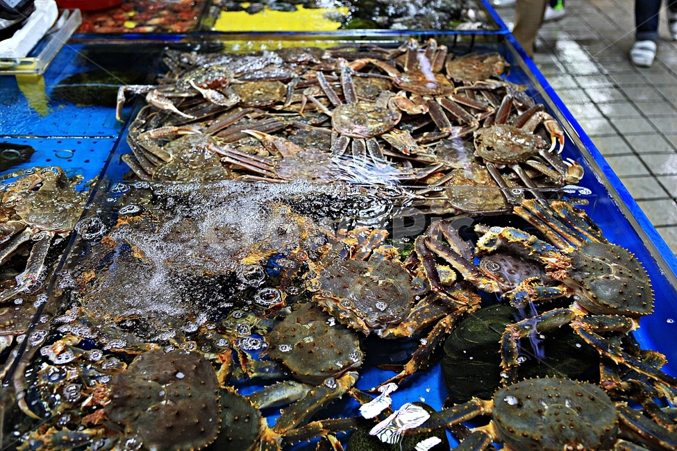 게,어패류,요리,먹거리,찜재료,배경,자연,시장,마트,마켓,market,mart,market place,음식,식재료,요리,food,cook,meal,dishes,food reserves,수산물,해산물,fishery products,seafood