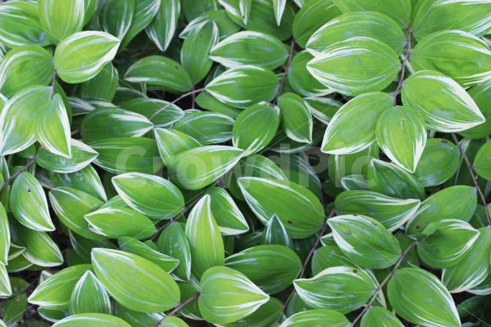 잔디,풀,잡초,초록,초록색,자연,야외,공원,정원,나무,숲,식물,자연,plants,nature