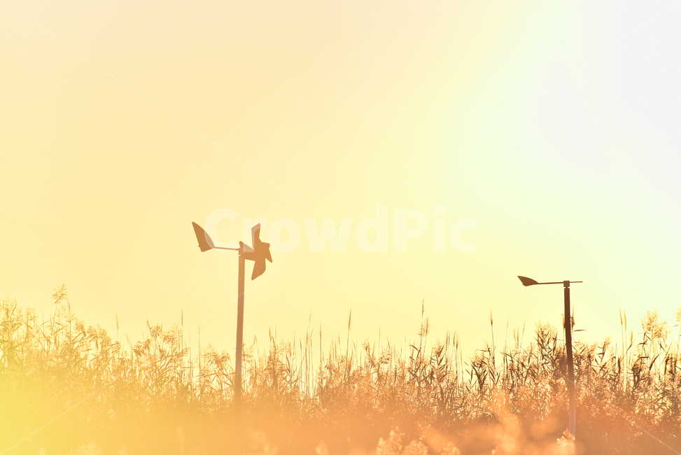 바람개비,가을,감성사진,가을배경,석양,일몰,갈대밭,pinwheel,들판,초지,background,season,windmill,시즌,계절,야외,옥외,들녘,해질녘,해질무렵,식물,들풀,가을분위기,가을느낌,배경,바탕,백그라운드,green,autumn,fall,plant,10월,9월,일년초,잡초,느낌,필링,분위기,emotional,sensible,feeling,가을,계절,fall,autumn,season,자연,풍경,nature,landscape,한국자연풍경,한국자연경관,korea nature landscape,식물,plants