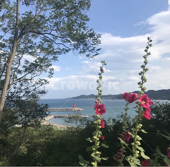 꽃,바다,자연,풍경,하늘,등대,lighthouse,식물,자연,plants,nature,꽃,flower,plant