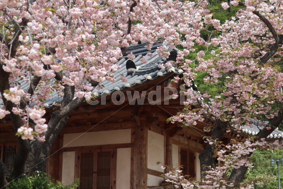 겹벚꽃,왕벚꽃,핑크,봄,풍경,봄,계절,spring,season,한국전통,한국문화,korean traditional,korean culture,식물,자연,plants,nature,꽃,flower,plant,blossom