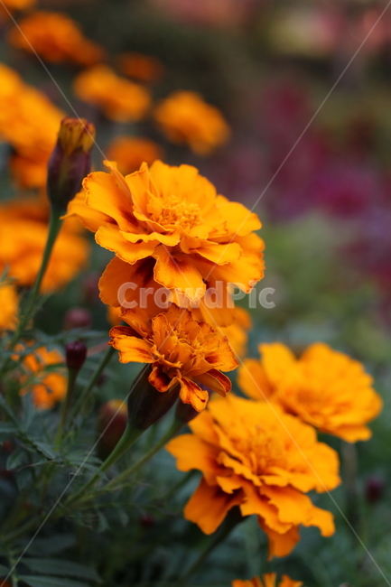 plant,식물,골드메리,꽃,가을꽃,식물,자연,plants,nature,꽃,flower