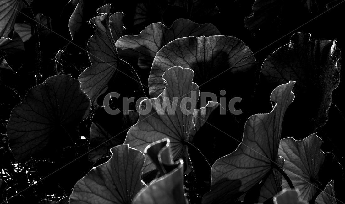 연,연밭,연잎,수생,식물,식물,자연,plants,nature,흑백,모노톤,monochrome,black and white