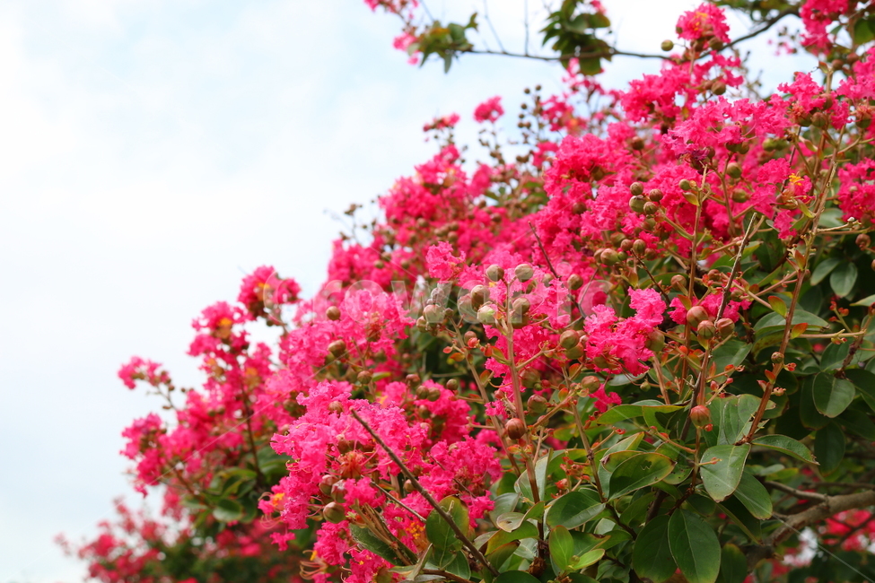나무,배롱,배롱나무,배롱꽃,꽃,식물,식물,자연,plants,nature,꽃,flower