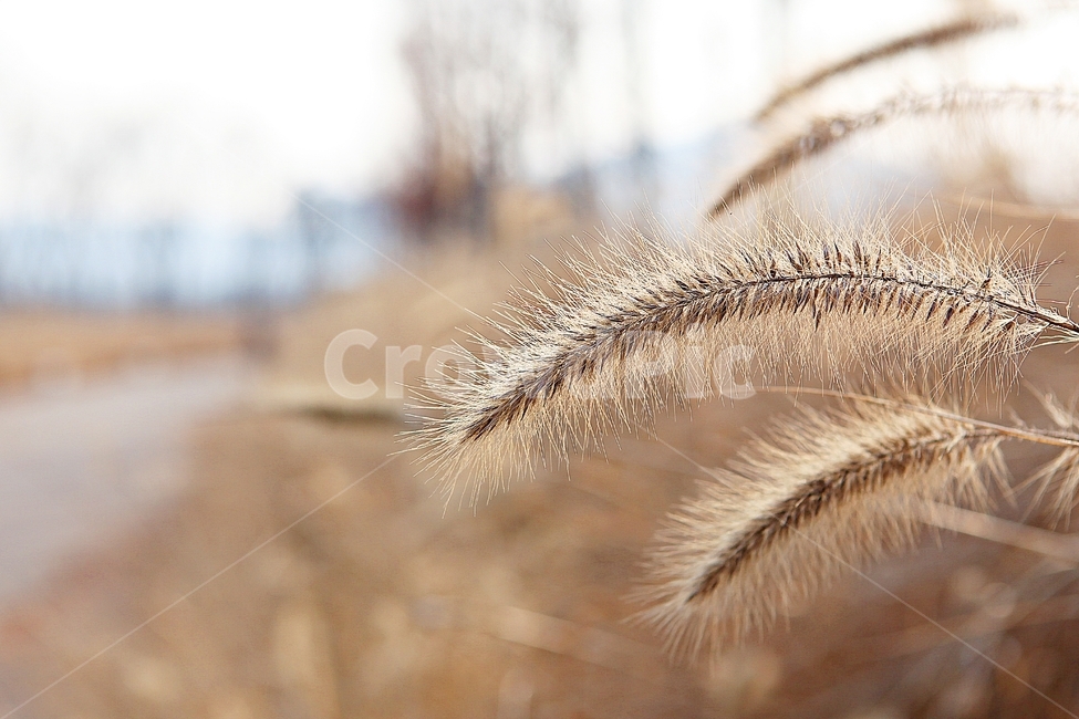 강아지풀,강아지풀꽃,꽃,잡초,가을,풀,야외,공원,가을,계절,fall,autumn,season,식물,자연,plants,nature