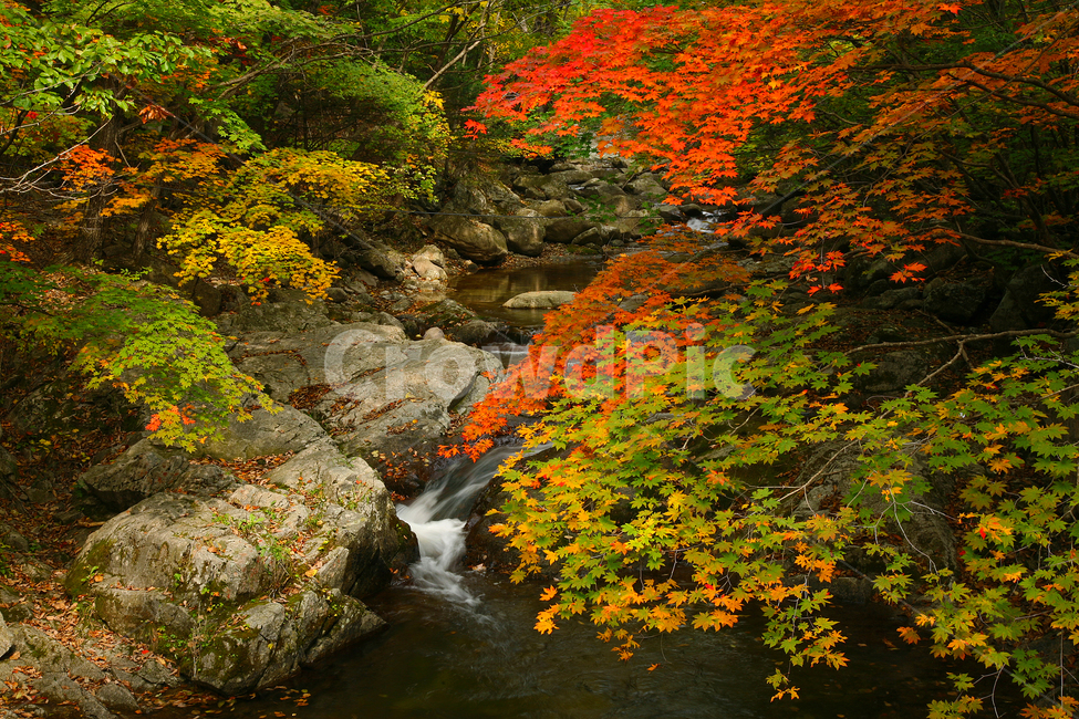 식물,plant,계곡,단풍,물,가을,계절,fall,autumn,season,자연,풍경,nature,landscape,leaf,잎,tree,나무,water