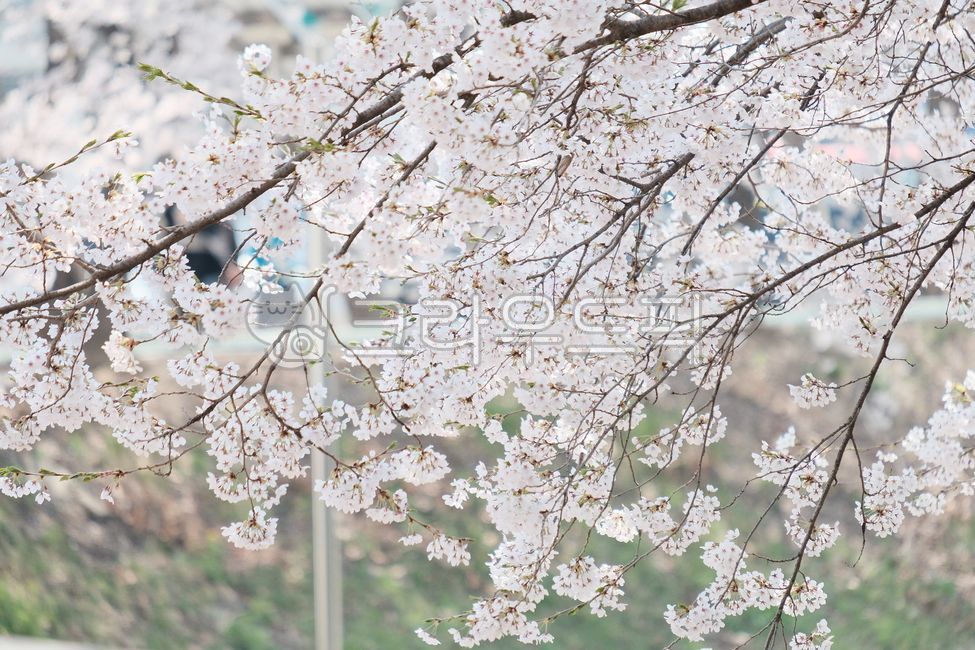 spring,spring flowers,Cherry Blossom,Cherry Blossom Ending,cherryblossom,flower