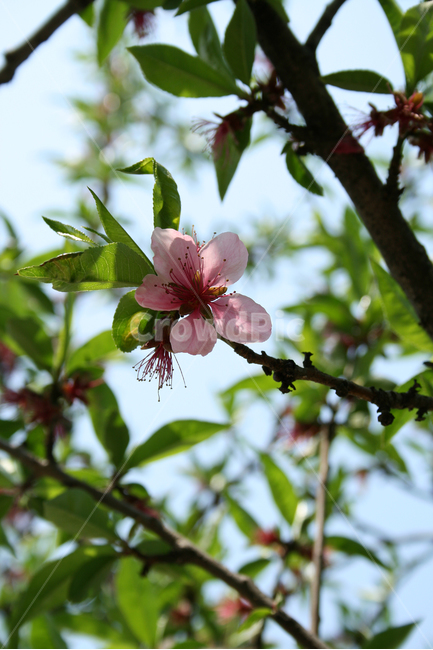 복사꽃,복사나무,봄,봄날,봄풍경,감성,spring,flower,공원,풍경,식물,새싹,잎,초록,꽃,분홍색,봄,계절,spring,season,식물,자연,plants,nature,꽃,flower,plant